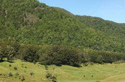 Fuscospora solandri: trees growing on glacial outwash (Fuscospora fusca on slopes above).
 Image: K.A. Ford © Landcare Research 2015 CC BY 3.0 NZ